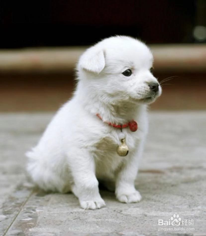 养宠物前需要知道的小知识