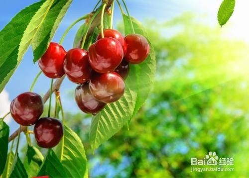 樱桃的作用以及食用禁忌