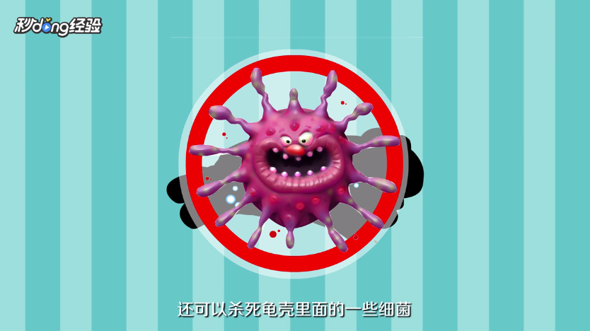 乌龟怎么养才不会死掉