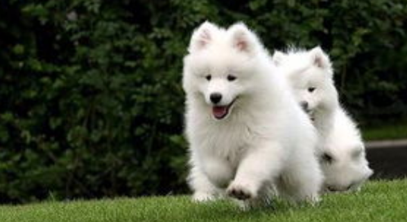 怎样让狗学会定点大小便