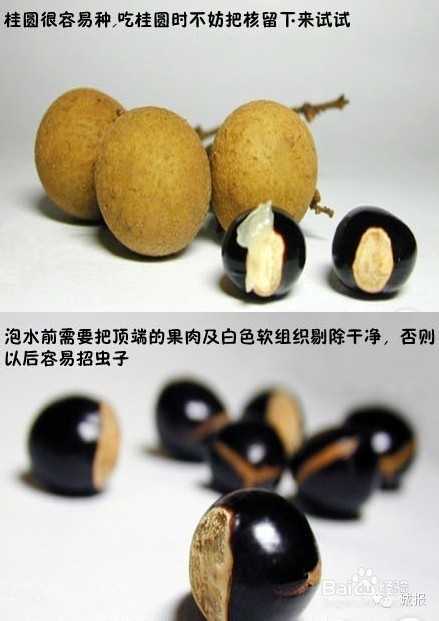 柚子、桂圆、火龙果，都可以变成有趣的盆栽