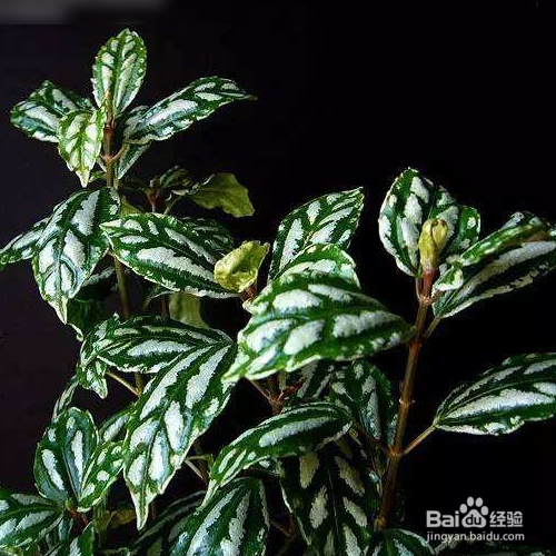 冷水花怎么养？