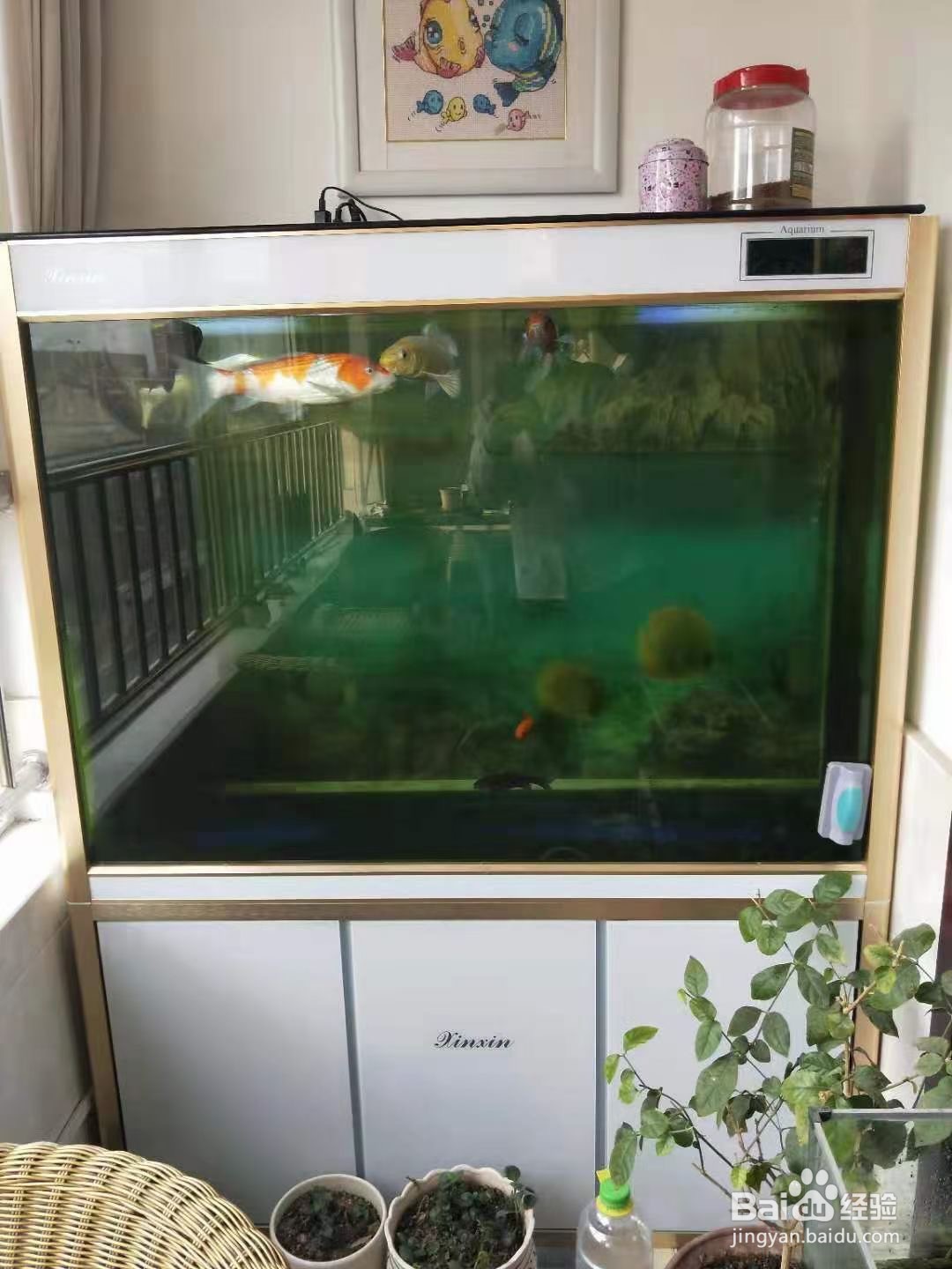 买鱼缸去哪买