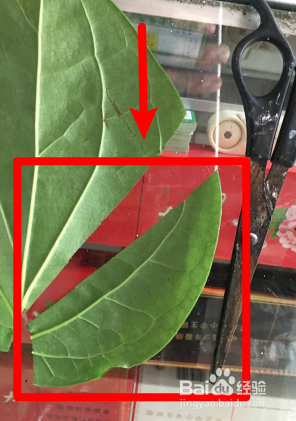 怎么卷海南槟榔叶