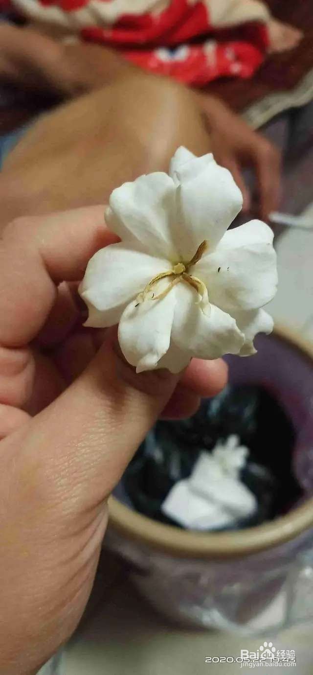 栀子花每次开花都太袖珍，如何让它变更大？