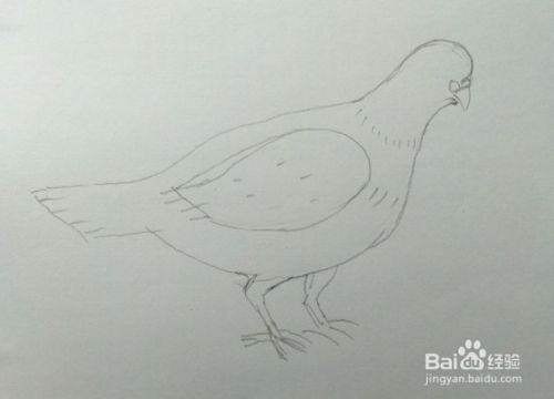 鸽子画法教程。怎么画鸽子？画鸽子的方法、步骤