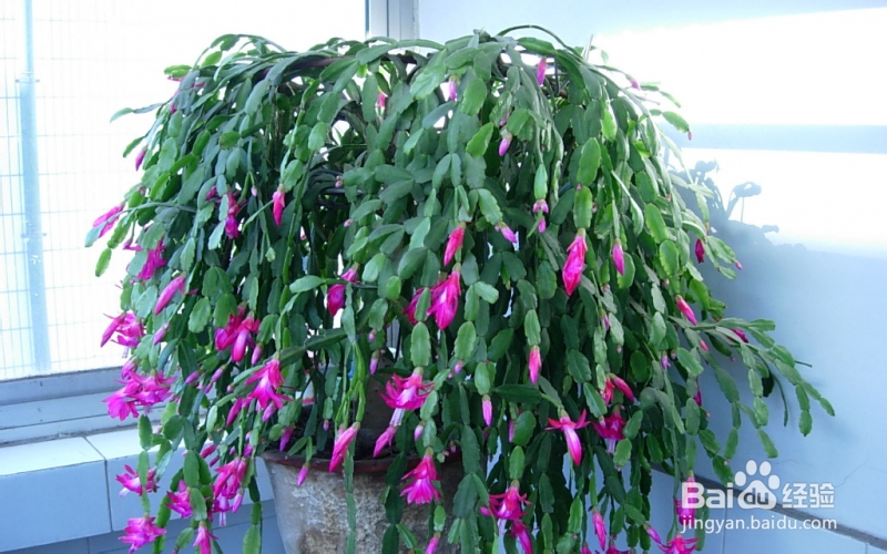 如何打扫寝室卫生