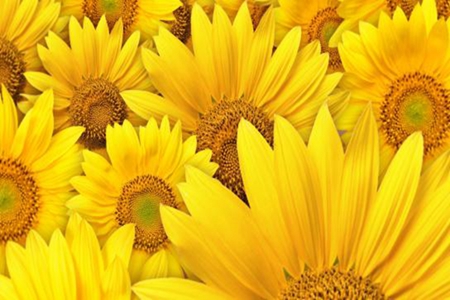 请问，菊花跟向日葵有什么区别