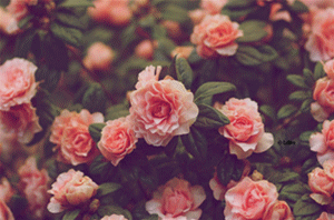 iphone投屏到电脑上 苹果手机投屏流程