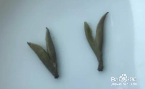 茶叶的芽与叶怎么分辨