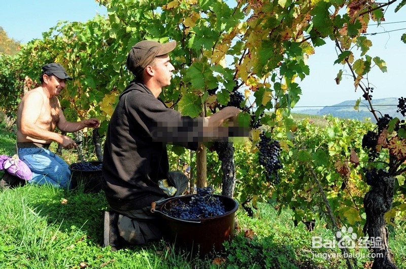 自制葡萄酒的危害