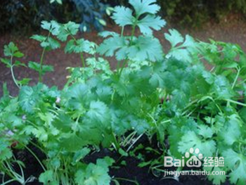 家庭阳台种植蔬菜的方法-香菜篇