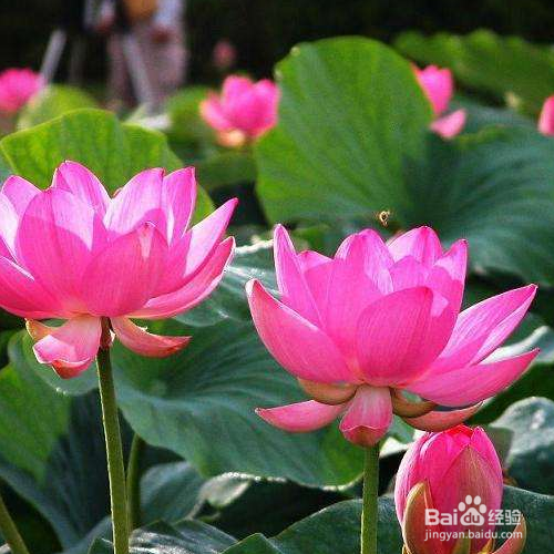 家养的碗莲不开花怎么办?