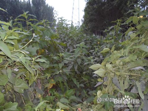 自家菜园子 自给自足 百度经验