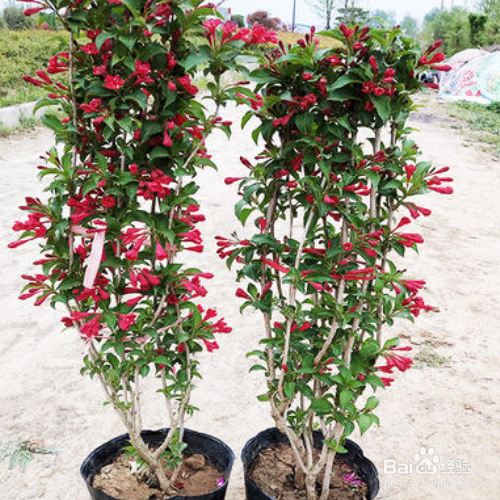 在家中如何养殖红王子锦带？