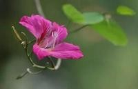 七种严禁入室的花草