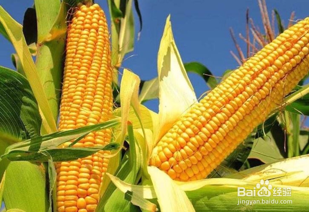 吃一点玉米有什么好处