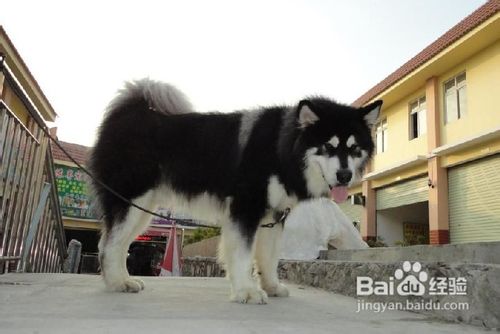 阿拉斯加雪橇犬的生存现状