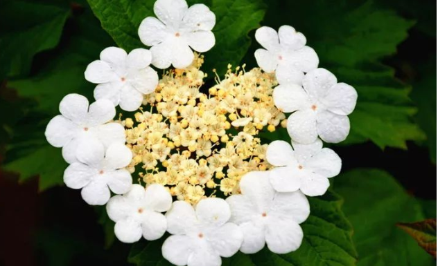 琼花和木绣球的区别