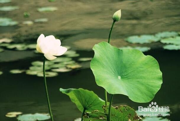 夏天健康生活需要注意哪些？夏季养生须知