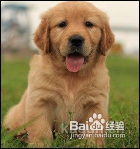 金毛怎样看纯不纯种