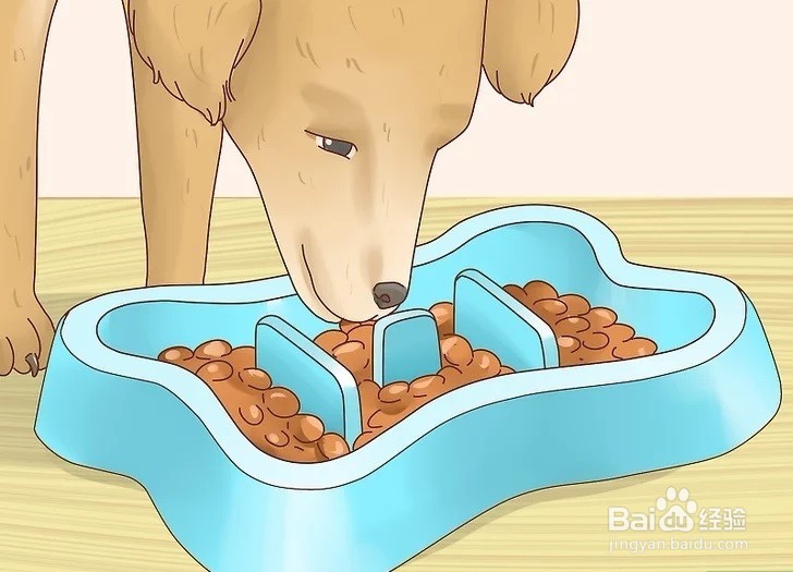 怎样才能增加狗狗的食欲?