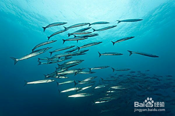 如果你是文中提到的一类人，快点服用深海鱼油吧