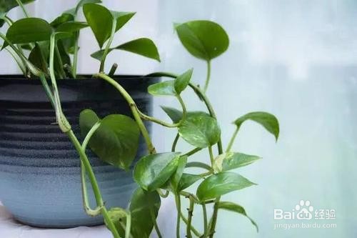 如何挽救黄了的绿萝叶子？