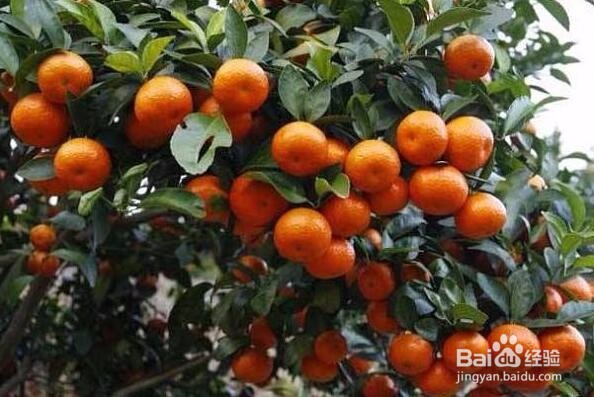 防治砂糖桔枯叶夜蛾的几个方法