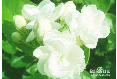 茉莉花的栽培技术有哪些？