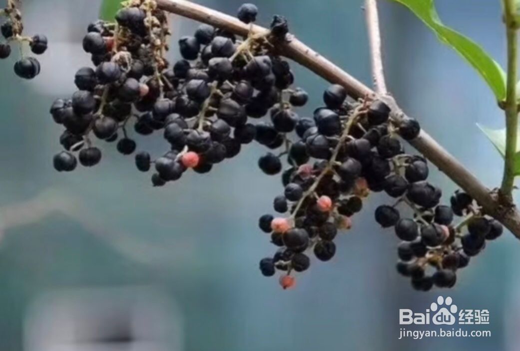 桑葚和马桑果区别图片