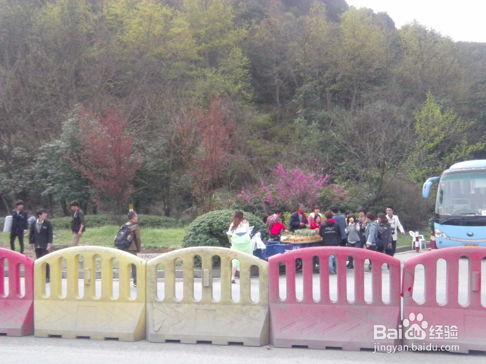 古城绍兴游览体验之宛委山樱花