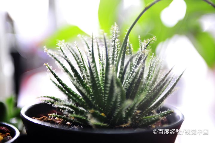 唐印多肉植物的扦插方法