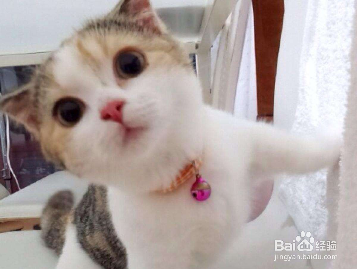 怎么知道猫要生了