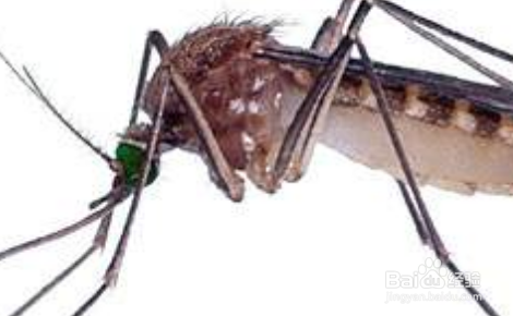 宝宝让蚊子叮了红肿怎么处理