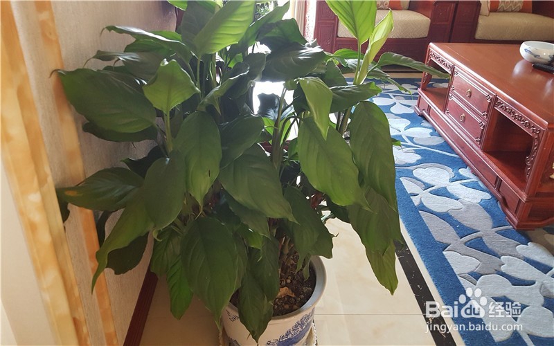 我为什么爱养花