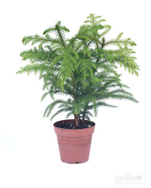 文竹叶子黄了应该怎么办