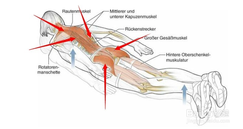 高尔夫球训练：[11]相关肌肉图解11