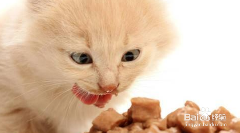 猫咪10多天不吃东西怎么办?