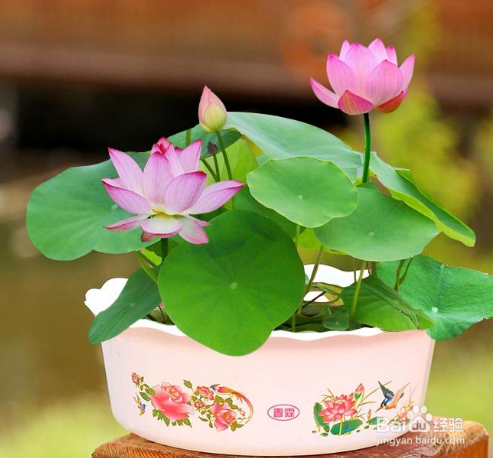 无土水培碗莲发芽后怎么养