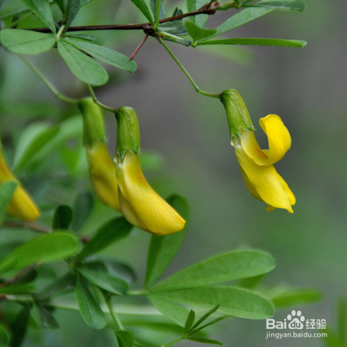金雀花养殖时需要注意什么？