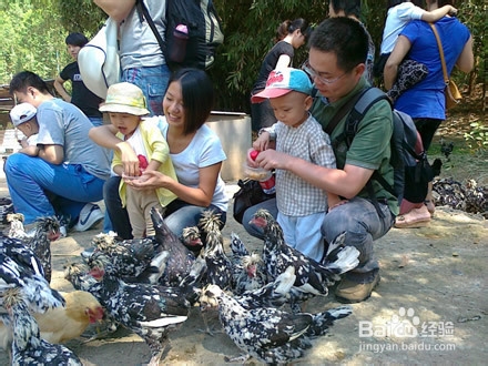 99%小朋友不知花生长地里还是挂树上，你信吗？