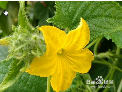 黄瓜只开花不结果怎么办