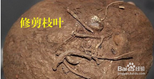 山乌龟冬季怎么处理