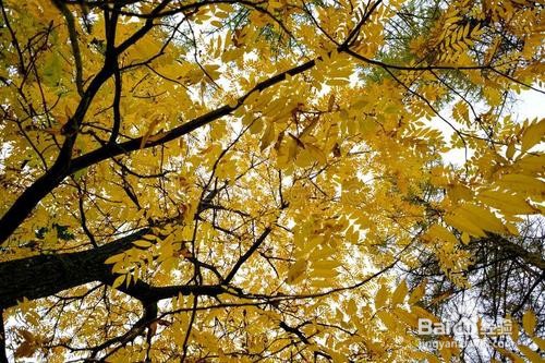 核桃树流水不止怎么办
