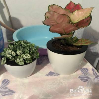 网纹草容易发蔫怎么办-（网纹草蔫了是怎么回事）[图]