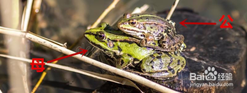 青蛙怎么分公母