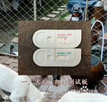什么是家中养狗的必备物品?