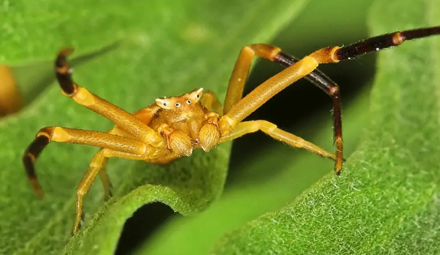 蟹蛛它不会什么只等猎物跑近才去捉他什么走路怎么补充