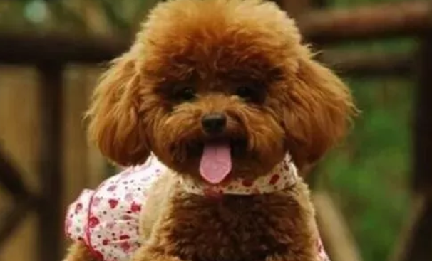 泰迪熊犬磨牙期是什么时候